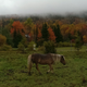 Image for article titled 76 Stunning Photos Of Fall Leaves